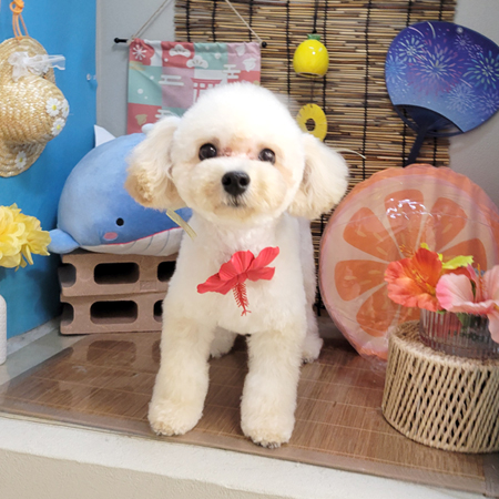 【本店】2025年8月9日のワンちゃん達♪