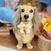 【本店】2025年8月7日のワンちゃん達♪