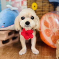 【本店】2025年8月17日のワンちゃん達♪