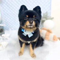 【池下店】2025年8月29日のワンちゃん達♪