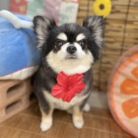 【本店】2025年8月1日のワンちゃん達♪