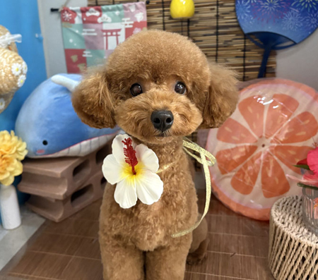 【本店】2025年8月23日のワンちゃん達♪