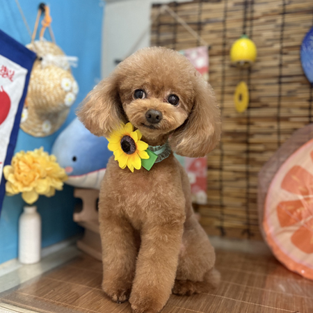 【本店】2025年8月25日のワンちゃん達♪