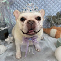 【池下店】2025年8月1日のワンちゃん達♪