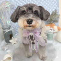 【池下店】2025年8月3日のワンちゃん達♪