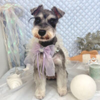 【池下店】2025年8月15日のワンちゃん達♪