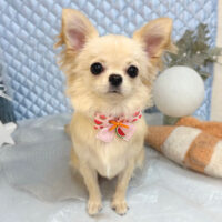 【池下店】2025年8月17日のワンちゃん達♪