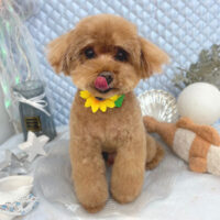 【池下店】2025年8月18日のワンちゃん達♪