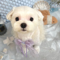 【池下店】2025年8月23日のワンちゃん達♪