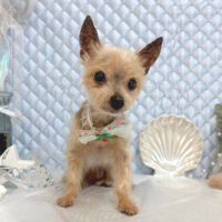 【池下店】2025年8月28日のワンちゃん達♪