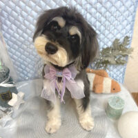 【池下店】2025年8月9日のワンちゃん達♪