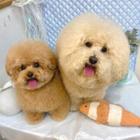 【池下店】2025年8月10日のワンちゃん達♪