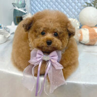 【池下店】2025年8月16日のワンちゃん達♪