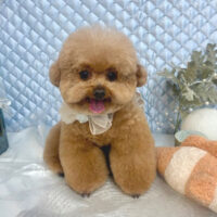 【池下店】2025年8月24日のワンちゃん達♪