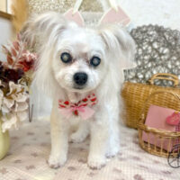 【池下店】2025年8月30日のワンちゃん達♪