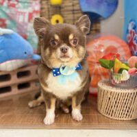 【本店】2025年8月2日のワンちゃん達♪