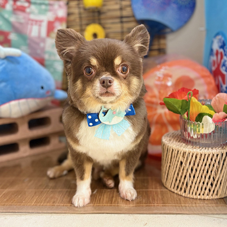 【本店】2025年8月2日のワンちゃん達♪