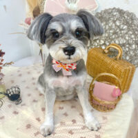 【池下店】2025年8月31日のワンちゃん達♪