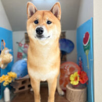 【本店】2025年8月3日のワンちゃん達♪