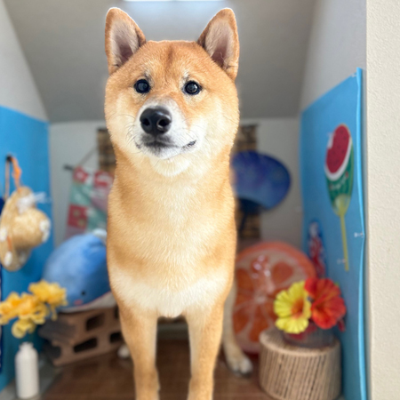 【本店】2025年8月3日のワンちゃん達♪