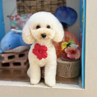 【本店】2025年8月11日のワンちゃん達♪