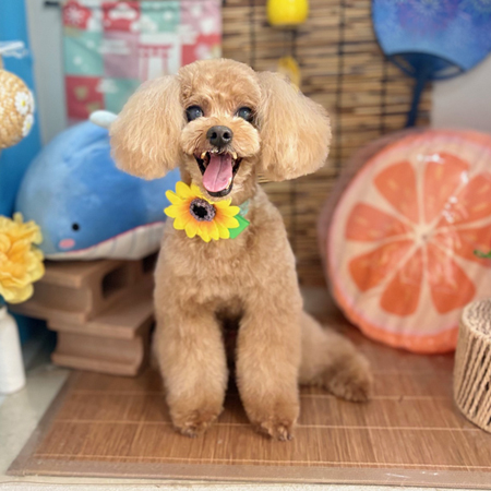 【本店】2025年8月21日のワンちゃん達♪