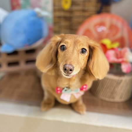 【本店】2025年8月10日のワンちゃん達♪