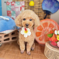 【本店】2025年8月16日のワンちゃん達♪