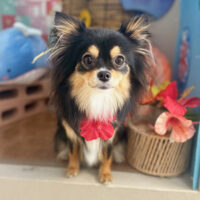 【本店】2025年8月29日のワンちゃん達♪