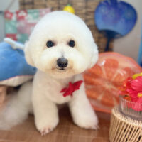 【本店】2025年8月30日のワンちゃん達♪