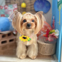 【本店】2025年8月31日のワンちゃん達♪