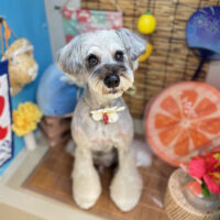 【本店】2025年8月24日のワンちゃん達♪