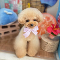 【本店】2025年8月27日のワンちゃん達♪