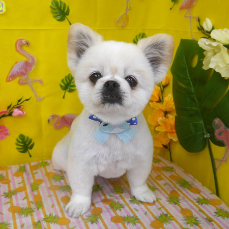 【山手店】2025年8月2日のワンちゃん達♪