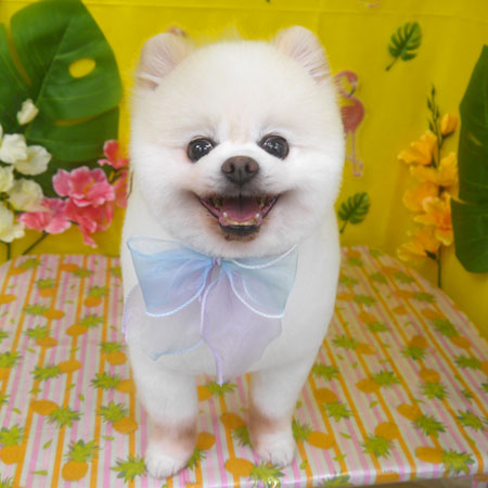 【山手店】2025年8月3日のワンちゃん達♪