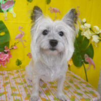 【山手店】2025年8月8日のワンちゃん達♪