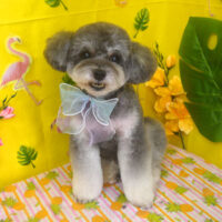 【山手店】2025年8月9日のワンちゃん達♪