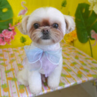 【山手店】2025年8月11日のワンちゃん達♪