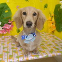 【山手店】2025年8月17日のワンちゃん達♪