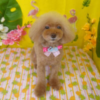 【山手店】2025年8月21日のワンちゃん達♪