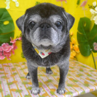 【山手店】2025年8月23日のワンちゃん達♪