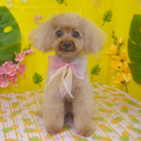 【山手店】2025年8月24日のワンちゃん達♪