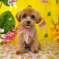 【山手店】2025年8月25日のワンちゃん達♪