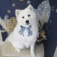 【山手店】2025年8月29日のワンちゃん達♪