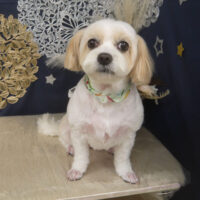 【山手店】2025年8月31日のワンちゃん達♪