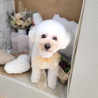 【本店】2025年9月5日のワンちゃん達♪