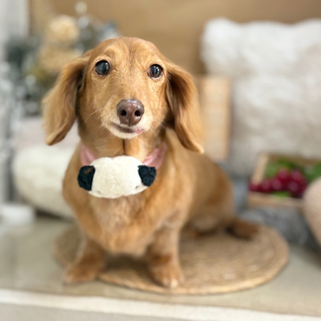 【本店】2025年9月22日のワンちゃん達♪