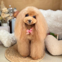 【本店】2025年9月8日のワンちゃん達♪