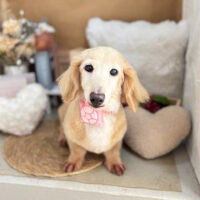 【本店】2025年9月13日のワンちゃん達♪