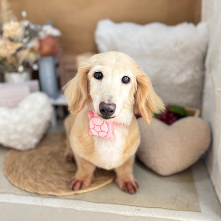 【本店】2025年9月13日のワンちゃん達♪